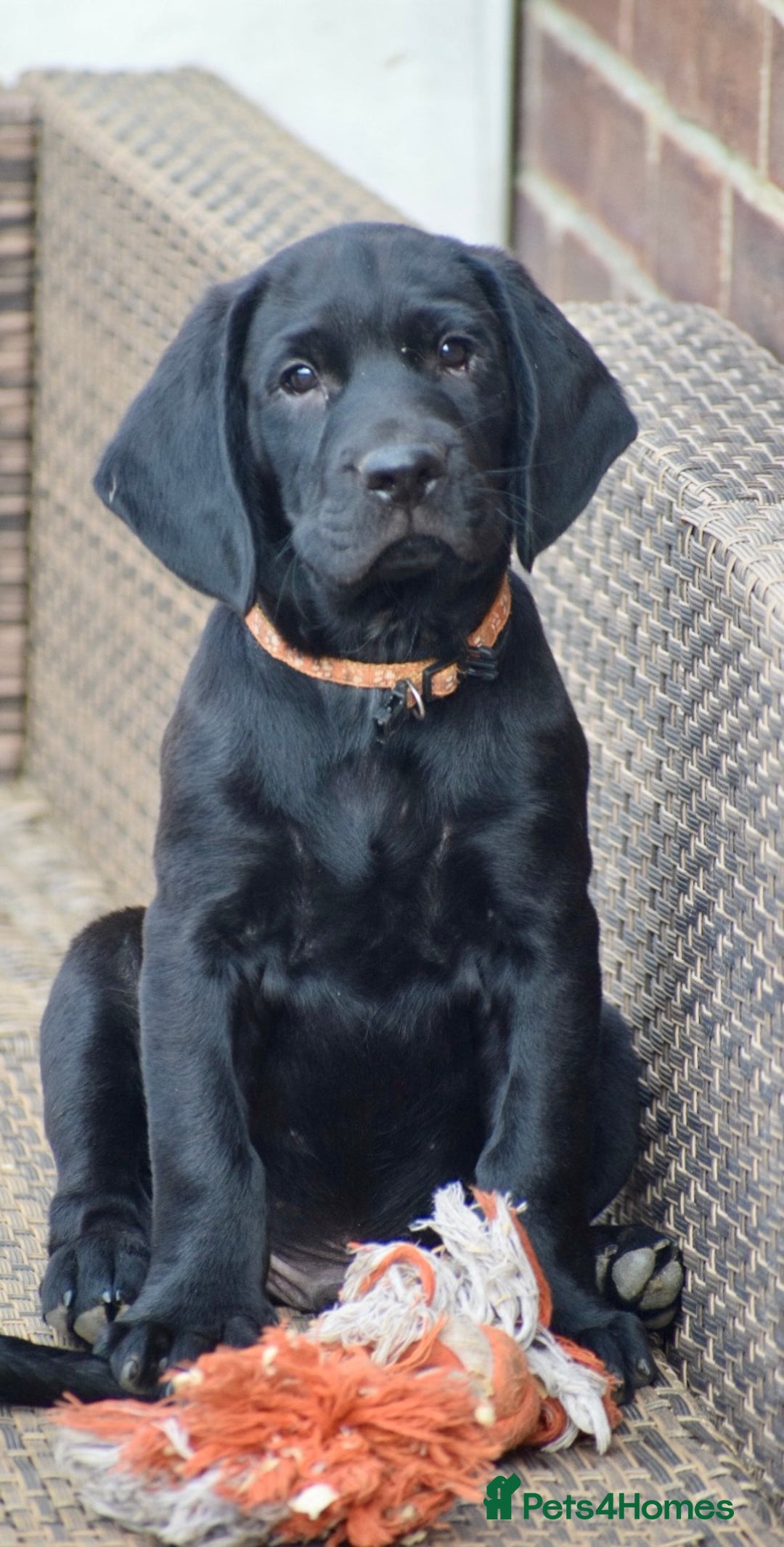 Cockerdor dogs for sale: Cockerdor Puppies - Image 3
