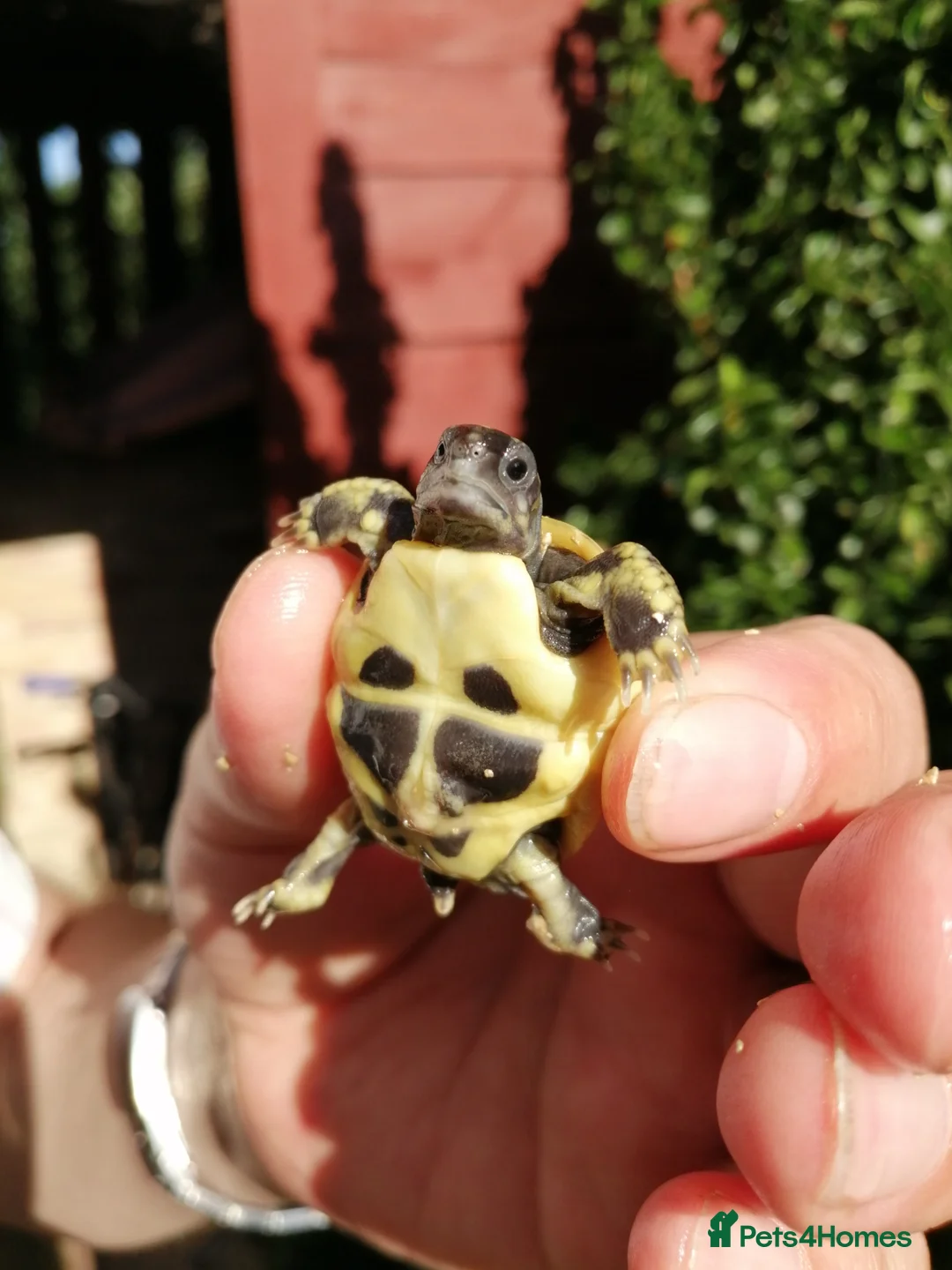 Hermann Tortoise reptiles for sale: Hermann Tortoises  - Advert 2