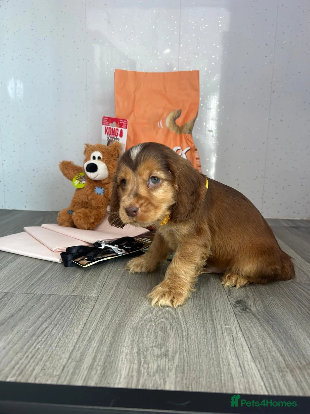 Cocker Spaniel dogs for sale: Show cockers  - Advert 16