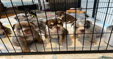 English Bulldog dogs - Advert 9