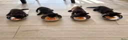 Domestic Shorthair cats for sale: Beautiful Black Kittens – Loving Homes Wanted 🐾 - Advert 3