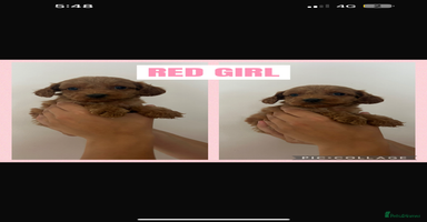 Cockapoo dogs - Advert 11