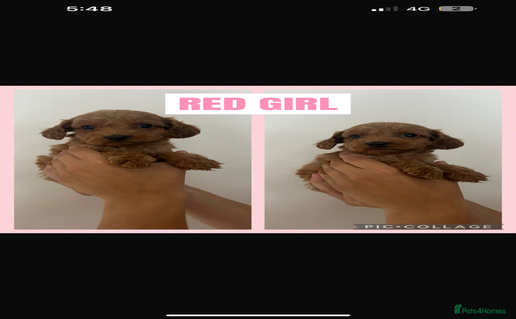 Cockapoo dogs - Advert 8