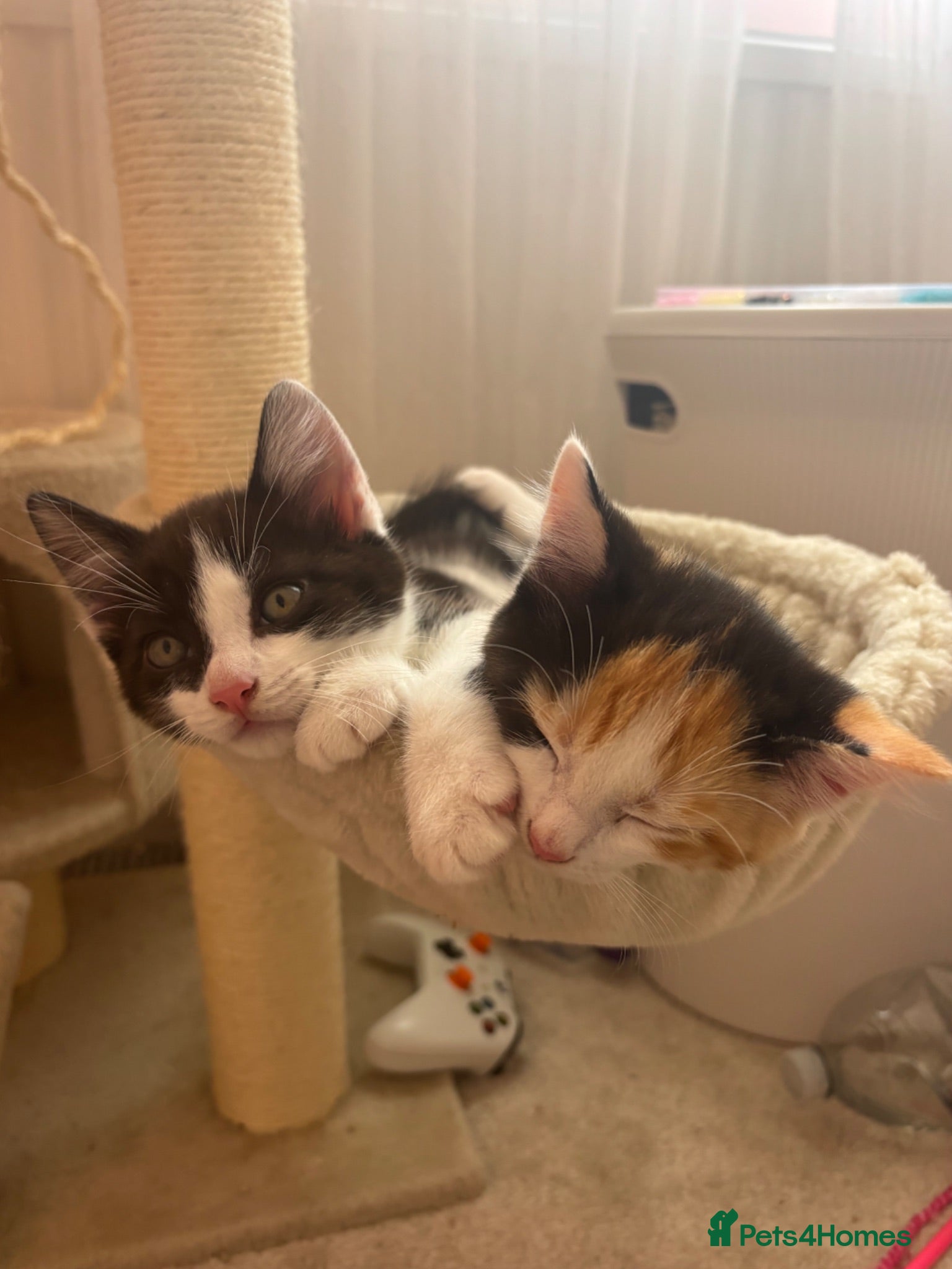 Mixed Breed cats Cute cuddly kittens for sale 8 weeks old - Advert 5