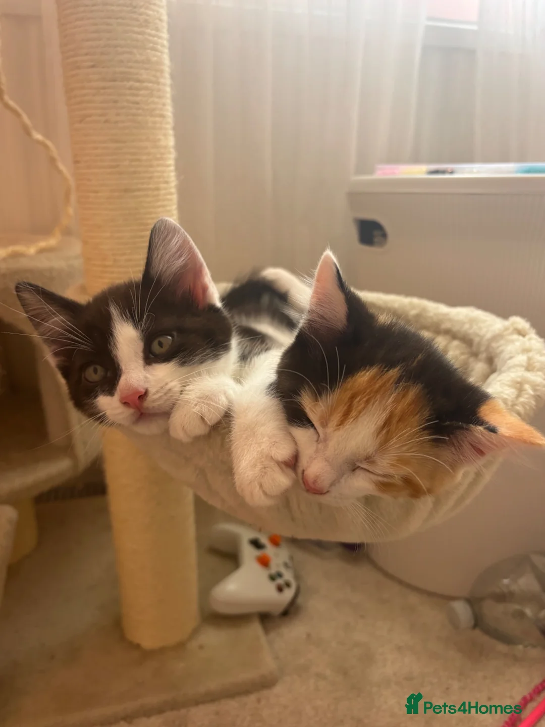 Mixed Breed cats for sale: Cute cuddly kittens for sale 8 weeks old - Advert 2