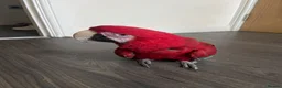 Macaws birds for sale: Hand tame green wing macaw  - Advert 4