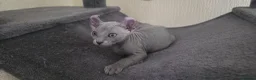 Sphynx cats for sale: SPHYNX ELF & PETERBALD KITTENS - Advert 7
