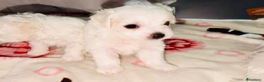 Bichon Frise 2