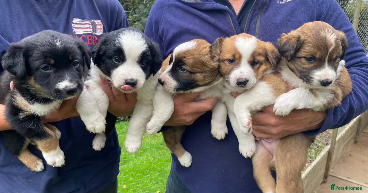 border-collie-puppies-for-sale-pets4homes