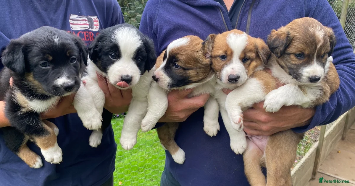 Border Collie Puppies For Sale Pets4Homes border-collie-puppies-for-sale-pets4homes