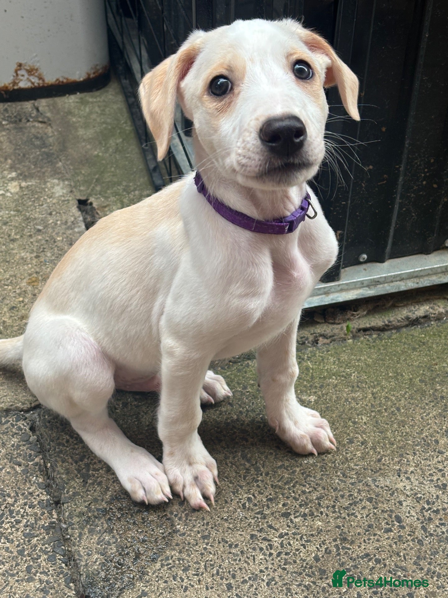 Mixed Breed dogs Saluki bull greyhound (lurcher) puppy’s  - Advert 1