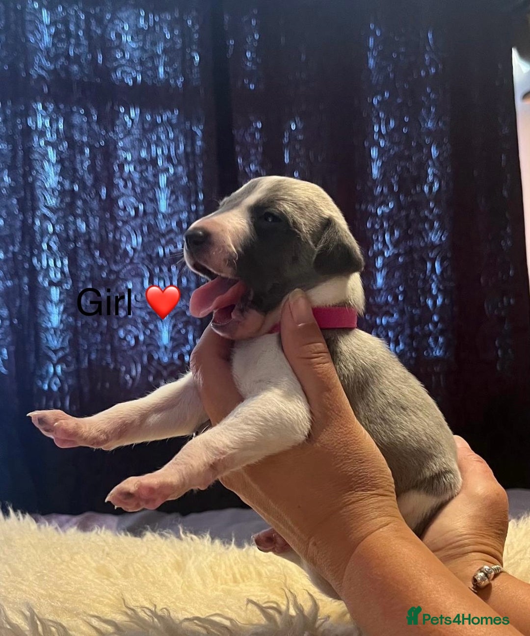 Whippet dogs for sale: Beautiful whippet whippet pups 🥰 - Image 9