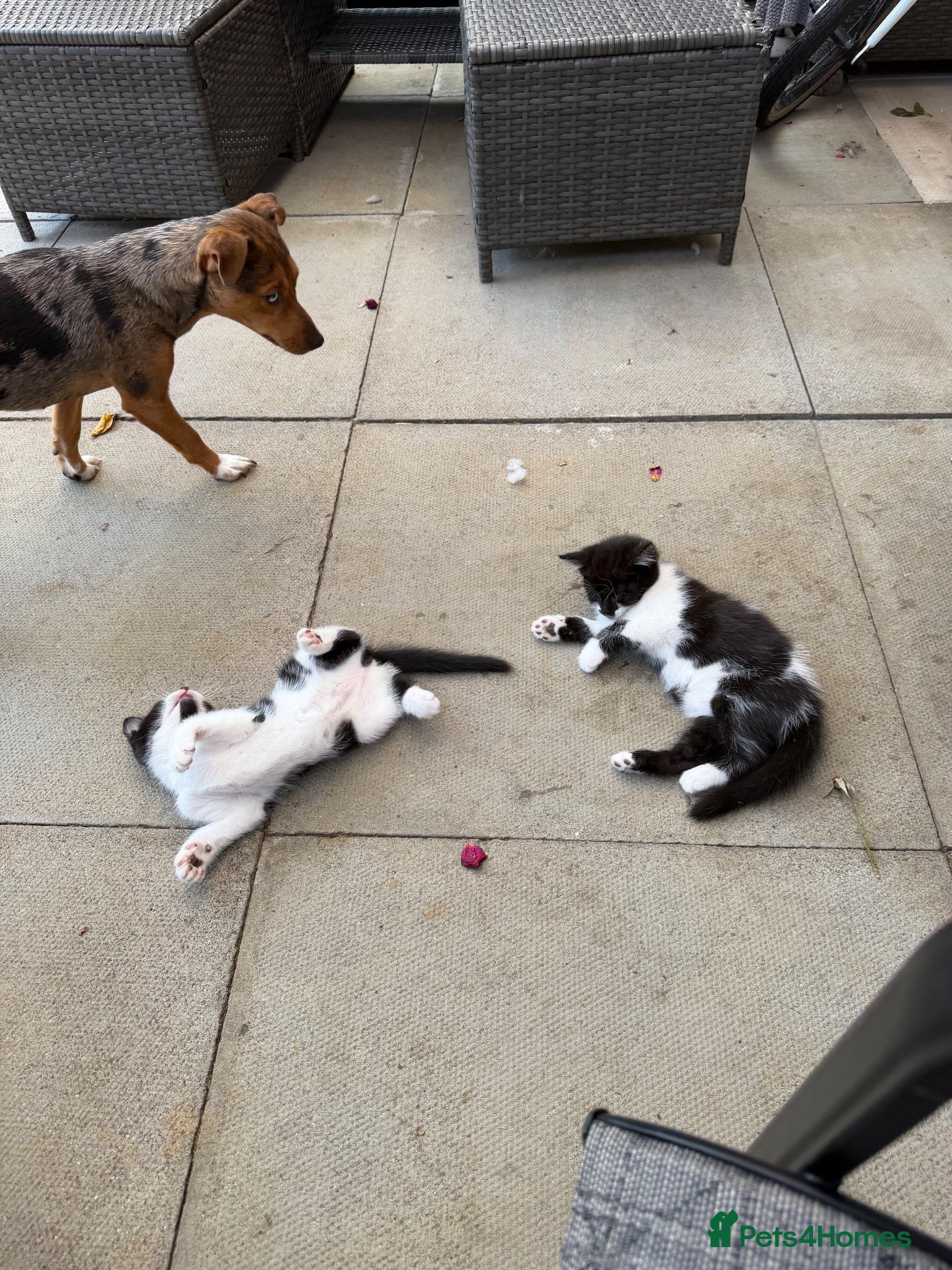 Mixed Breed cats 4 gorgeous kittens ready for new home♥️💙 - Advert 2