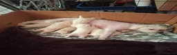 Maltipoo dogs for sale: Maltipoo puppies  - Advert 11