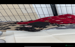French Bulldog dogs for sale: French bulldog puppy  - Image 3