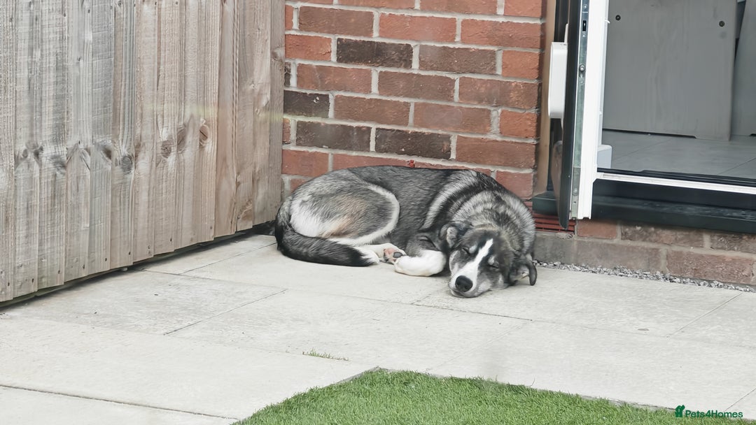 Mixed Breed dogs for sale: Remus the Huskador - Image 3
