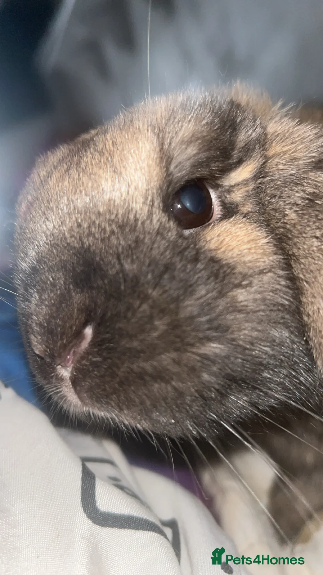 French Lop rabbits for sale: Male indoor lop rabbit ,not neutered ,lovely brown - Advert 2