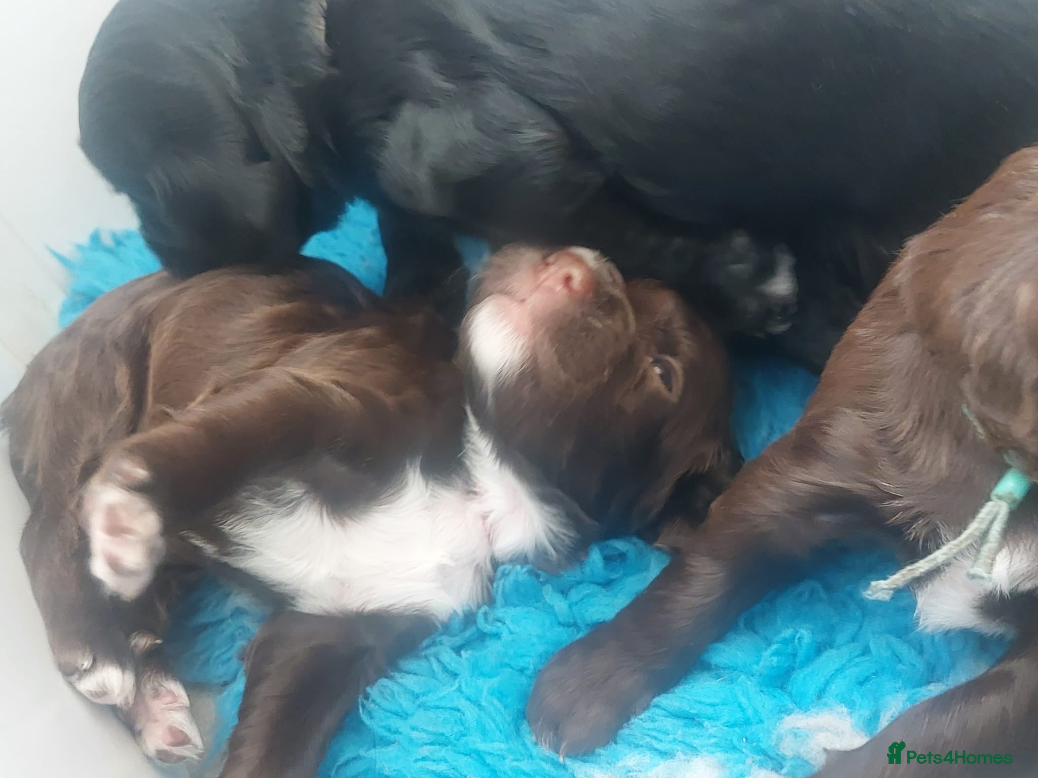 Sprocker dogs for sale: Sprocker Spaniel DWKC registered working line pups - Advert 22