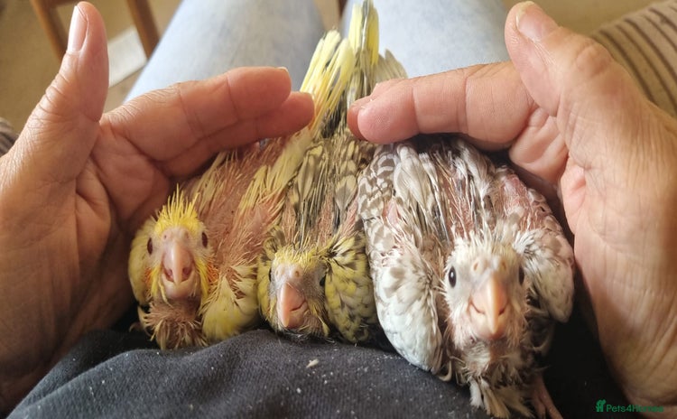 Cockatiels birds - Advert 14