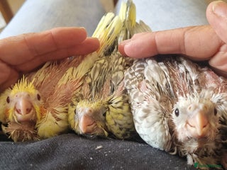 Cockatiels birds - Advert 3