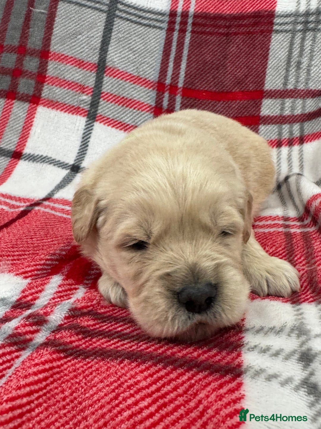 Golden Retriever dogs for sale: Top Class KC registered Golden Retrievers  - Advert 12