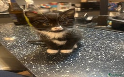 Ragdoll cats for sale: House kitten and mum - Image 4