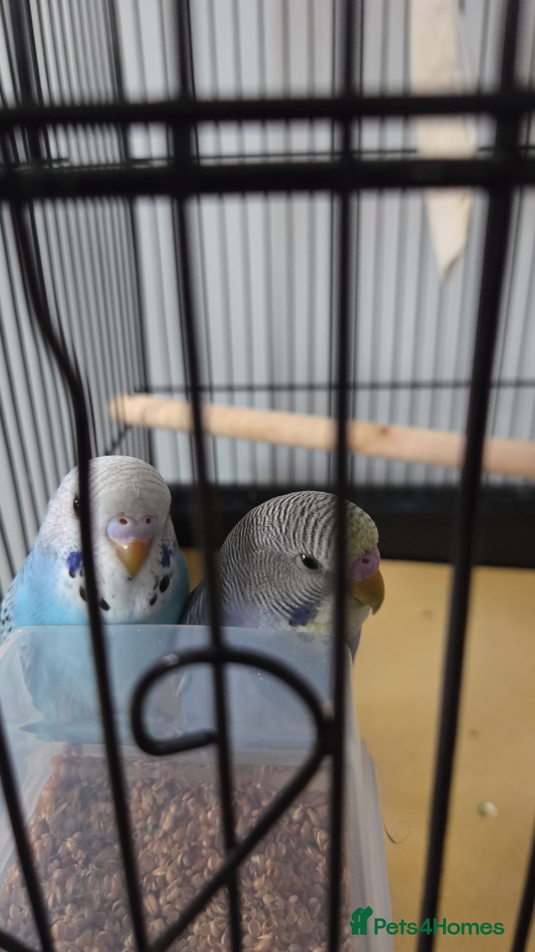 Budgerigars birds for sale: X2 budgies and large cage - Advert 6