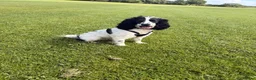 Cocker Spaniel dogs for sale: 11month Show Cocker Spaniel Female - Elsie  - Advert 2
