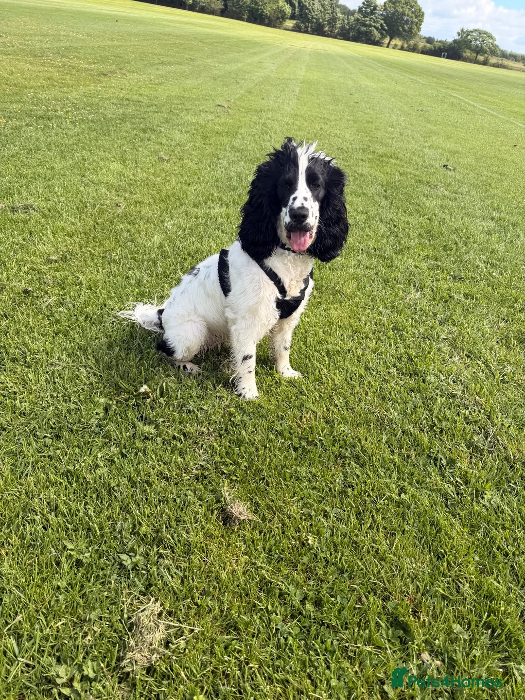 Cocker Spaniel dogs for sale: 11month Show Cocker Spaniel Female - Elsie  - Advert 2