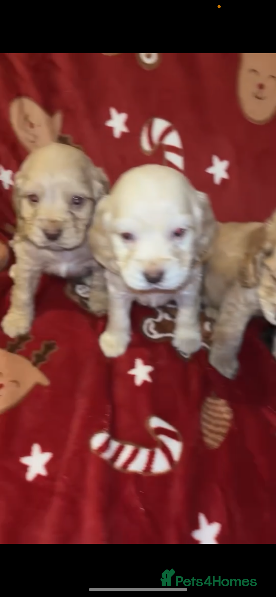 Cocker Spaniel dogs for sale: Cockerspaniel puppys Ready now!!! - Advert 15