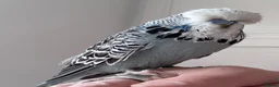 Budgerigars birds for sale: Super Tame Exhibition Budgie - Advert 3