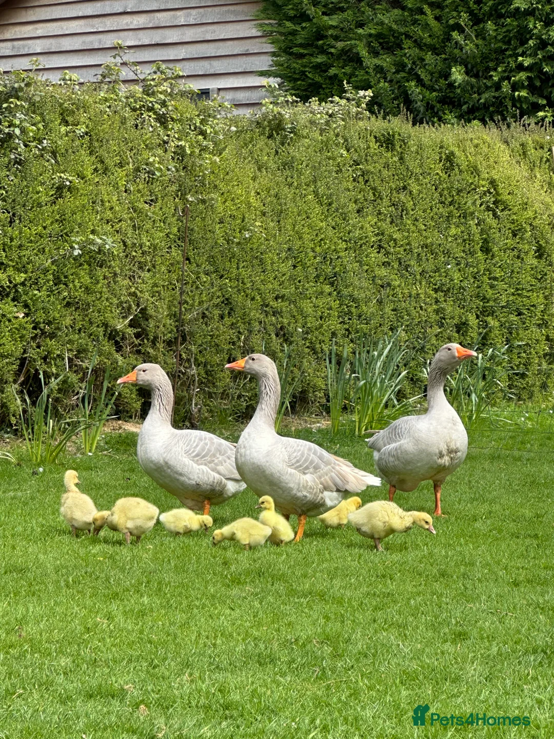 Geese poultry for sale: Rare Franconian geese for sale  - Advert 3
