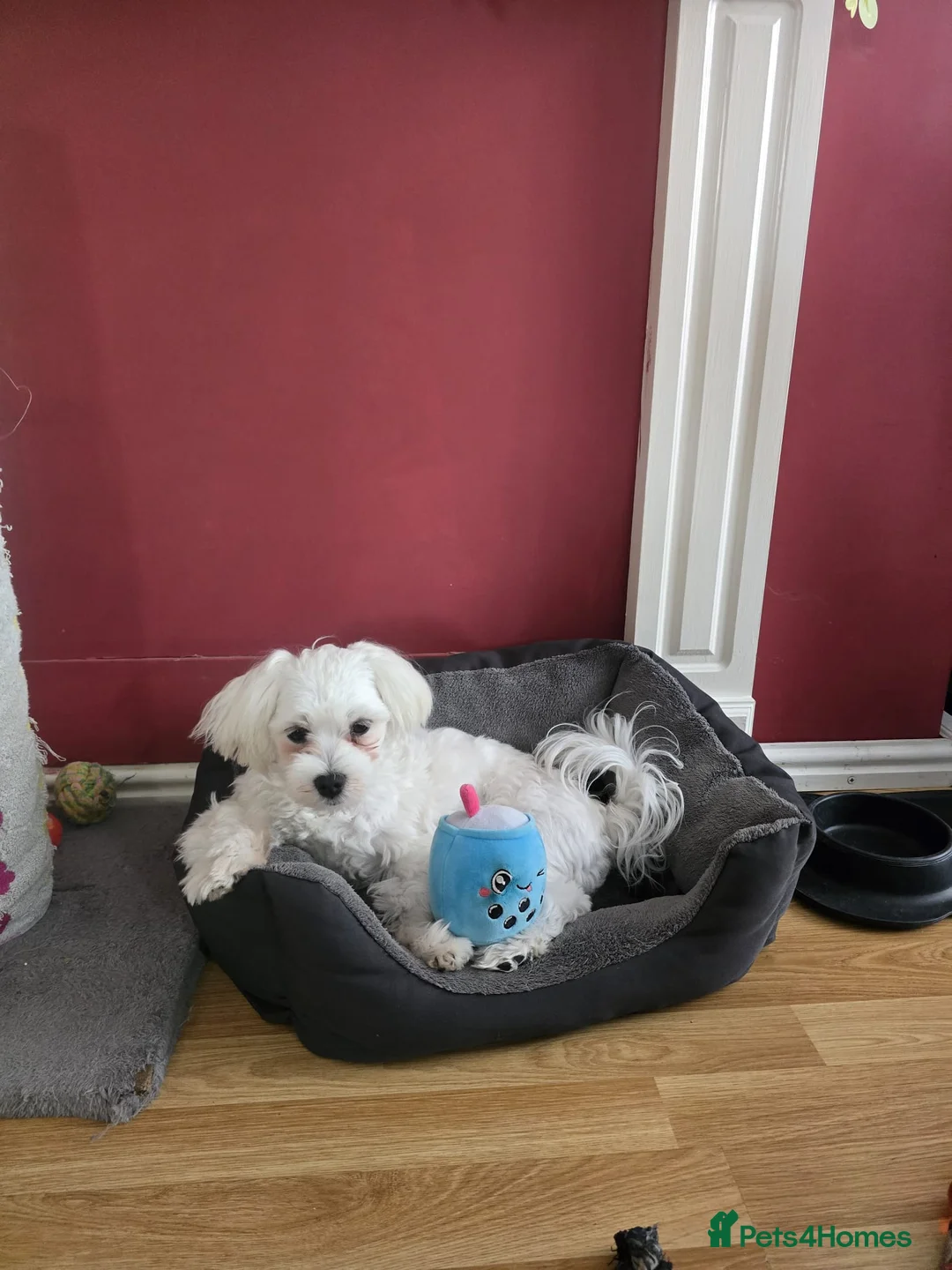 Maltese dogs for sale: Max & Mickey two beautiful Maltese puppies  - Advert 2