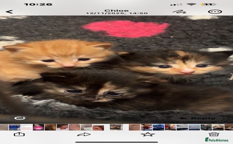 Mixed Breed cats Beautiful kittens - Advert 16