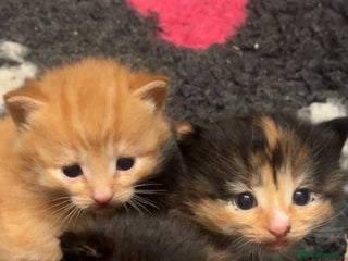 Mixed Breed cats Beautiful kittens - Advert 14