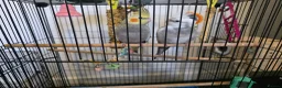 Cockatiels birds for sale: Cockatiel in Cardiff - Advert 4