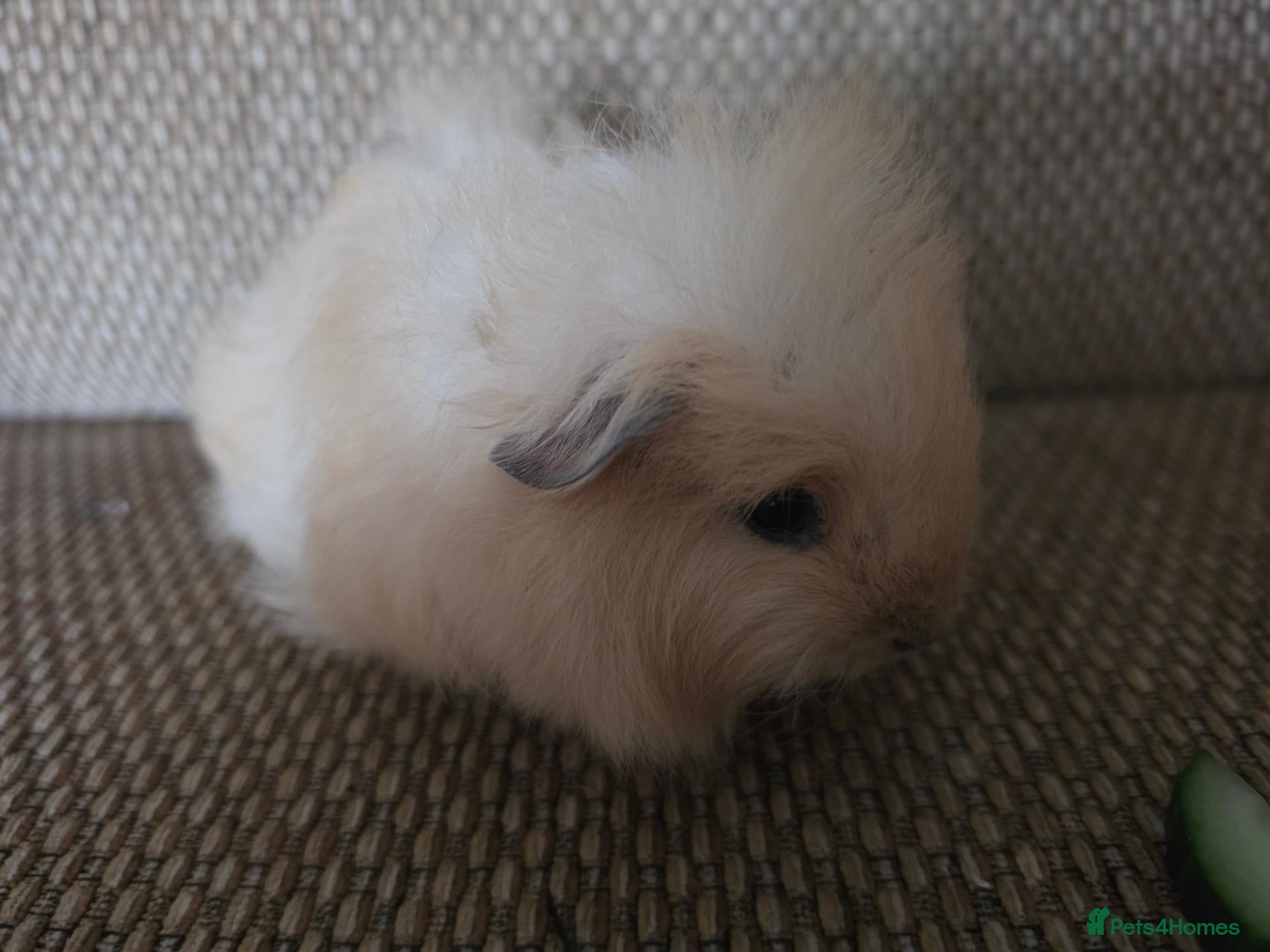 Guinea Pig rodents 1 swiss 1 shorthaired - Advert 9