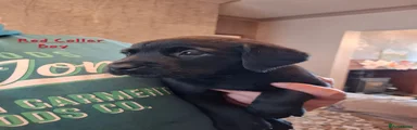 Labrador Retriever 2