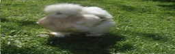 Chickens poultry for sale: 6x Silkie USA Hatching Eggs - Fast Shipping 🥚🐣🐥 - Advert 5