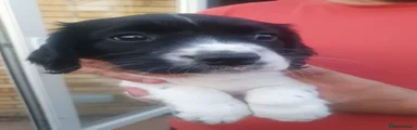 English Springer Spaniel 3