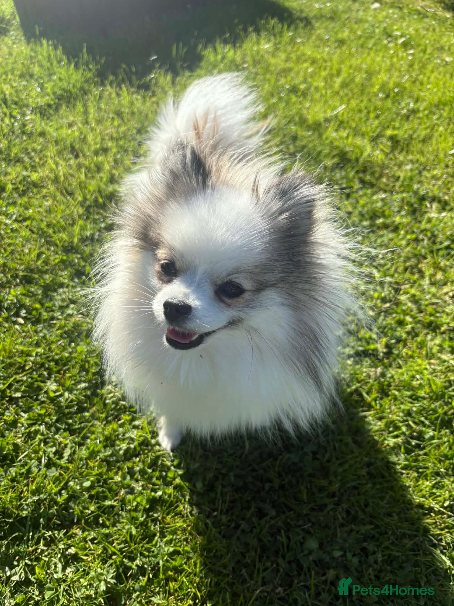 Pomeranian dogs my little Pixie - Advert 5