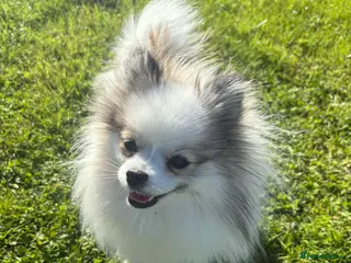 Pomeranian dogs my little Pixie - Advert 4