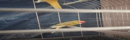 Parrots birds for sale: For sale  in Worksop - Advert 7