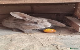 Mixed Breed rabbits for sale: Healthy Rabbit Kits - Seeking Homes - Image 1