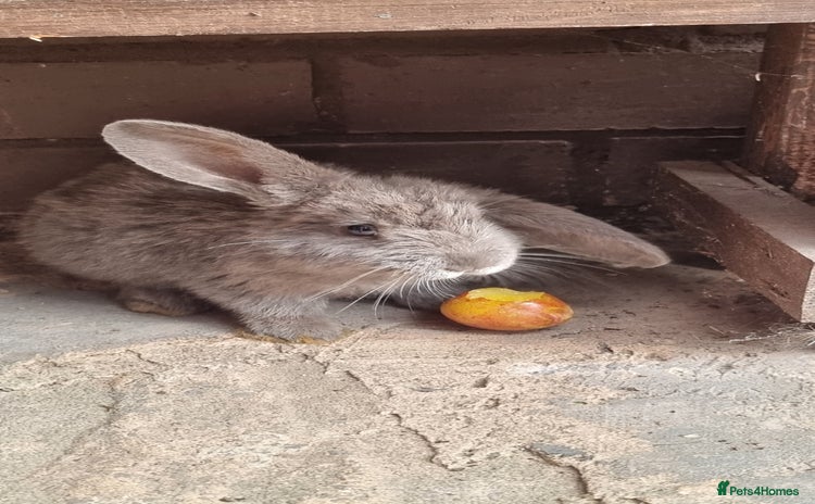 Mixed Breed rabbits - Advert 16