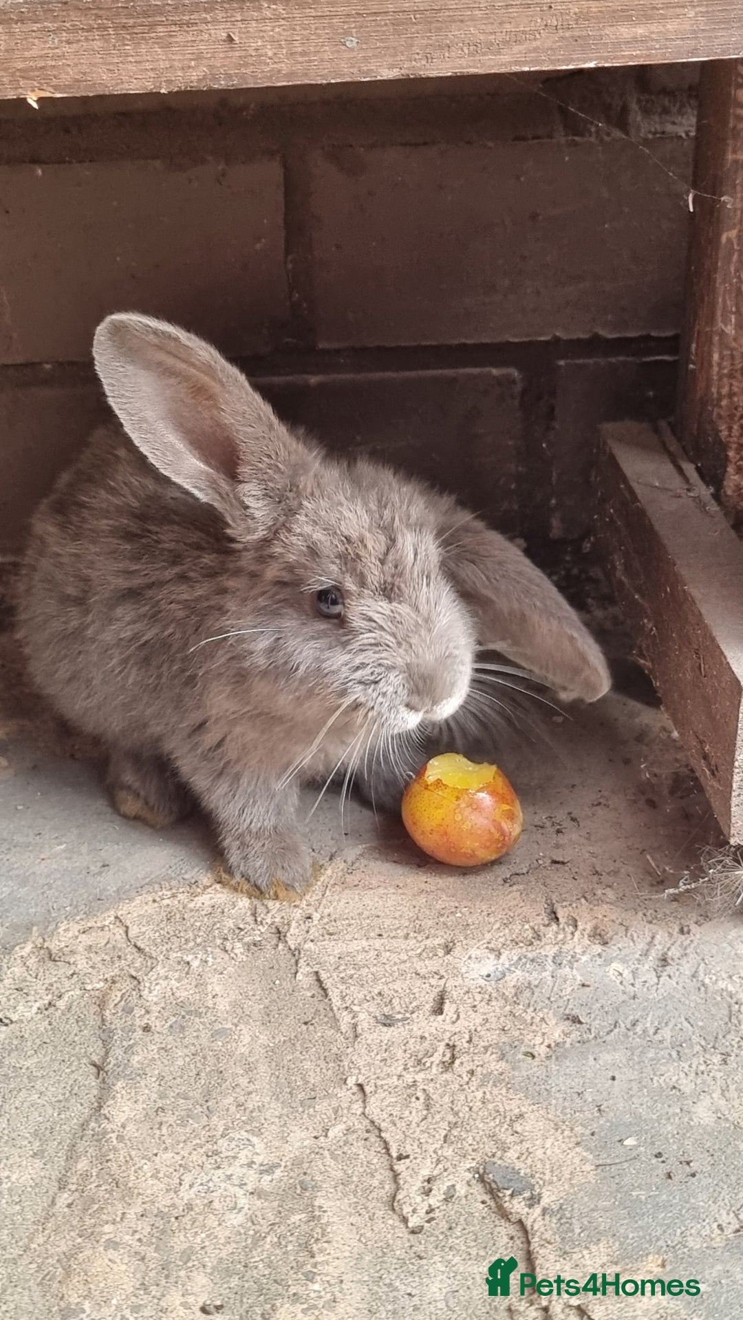 Mixed Breed rabbits for sale: Healthy Rabbit Kits - Seeking Homes - Image 1