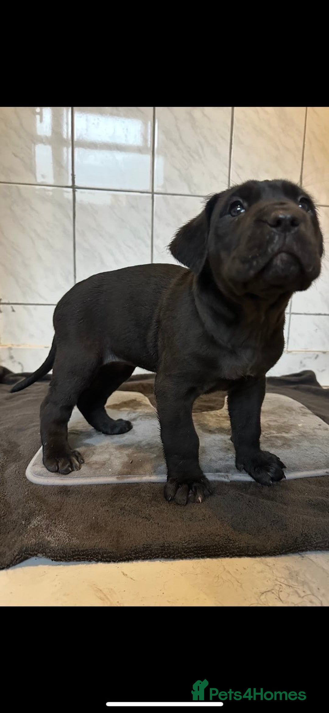 Cane Corso dogs for sale: Stunning litter of 9 - Advert 14