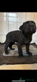 Cane Corso Puppy 8