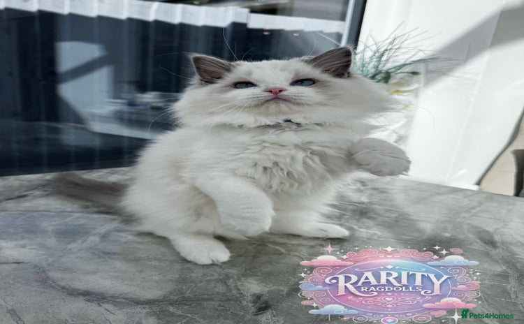 Ragdoll cats - Advert 3