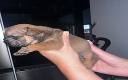 English Bulldog dogs for sale: Beautiful English bulldog puppies - Image 20